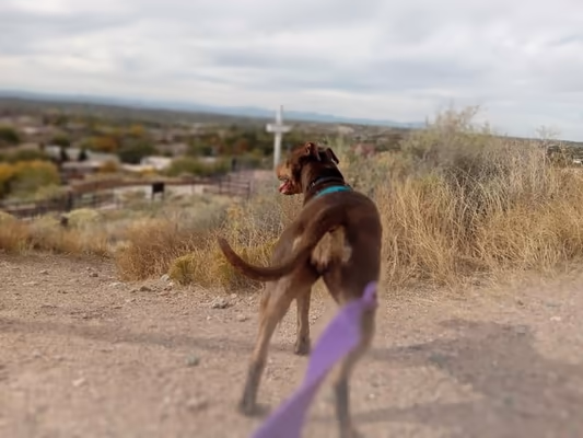 Santa Fe Animal Shelter Dog Park photo 2